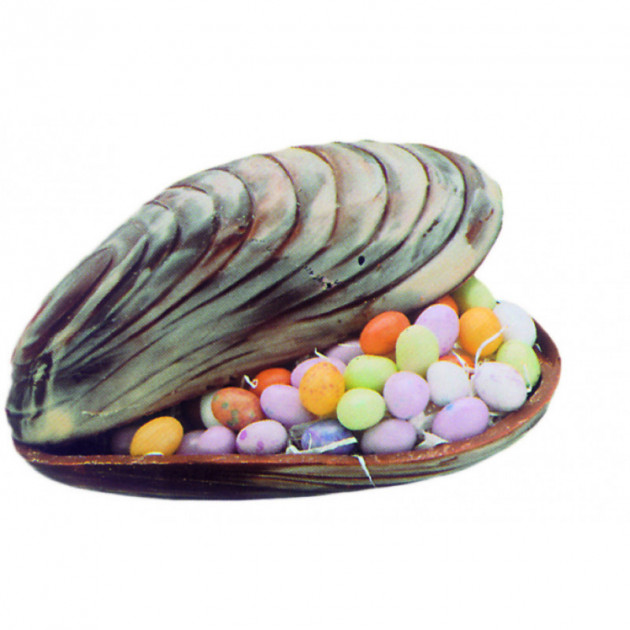 Moule a Chocolat Coquillage 14.6 cm