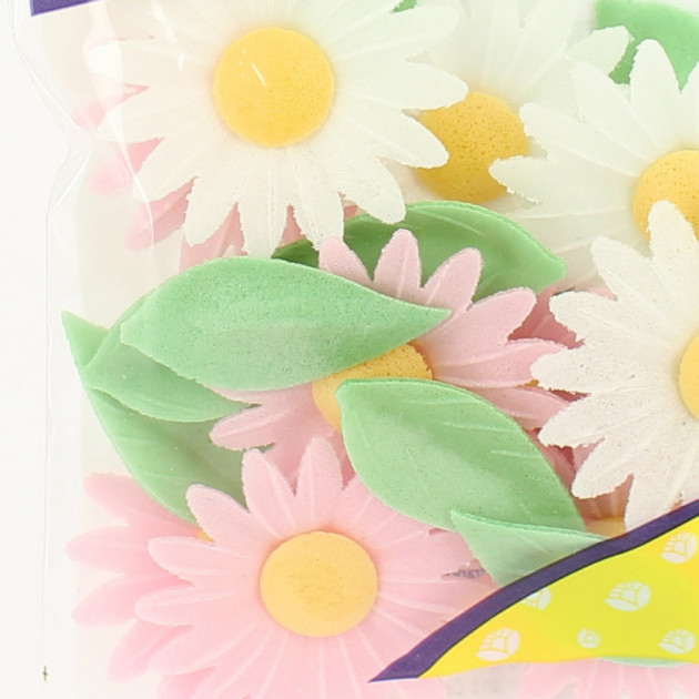 Marguerites roses et blanches Marguerites roses et blanches