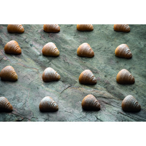 Moule Silicone Sfogliatella 4,5 x 4,35 cm x H 2,2 cm (x30) Pavoflex Moule Silicone Sfogliatella 4,5 x 4,35 cm x H 2,2 cm (x30) Pavoflex