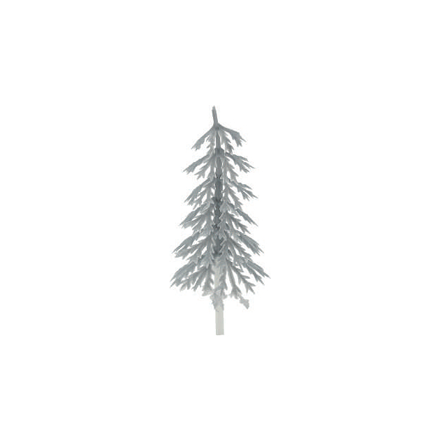 Sapin Argent Volume x144