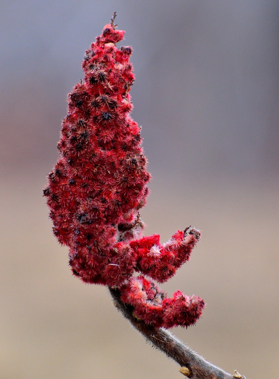 Fleur de Sumac