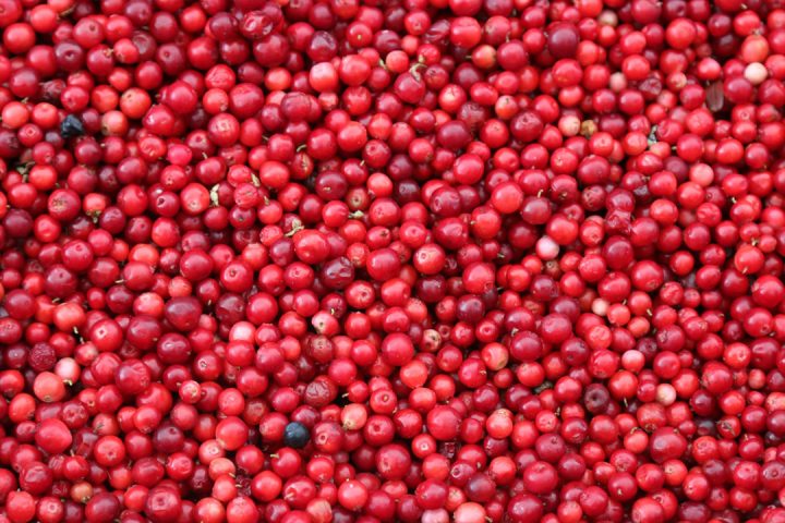 Cranberry : Ses utilisations en cuisine