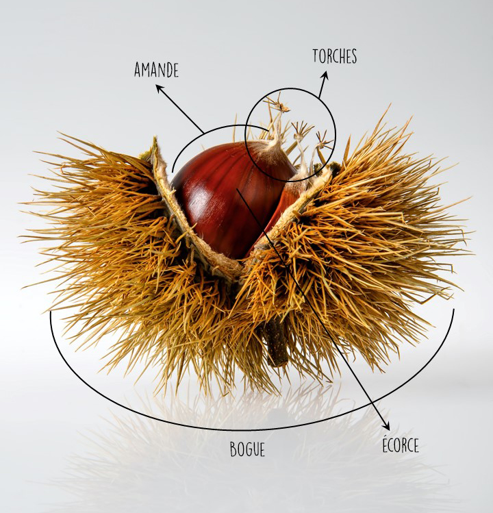 Tout savoir ou presque sur la farine de châtaigne 