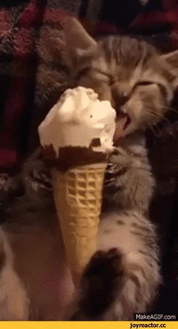 GIF chat glace